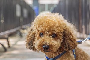 如何科学饲养捕鼠梗犬（全面了解捕鼠梗犬的饲养方式与要点，保持宠物的健康与活力）