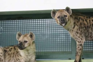 北海道犬的饲养全指南（了解北海道犬的品种特点，如何照顾它们的健康成长）