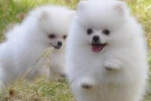 训练博美犬的注意事项（宠物养护指南，培养温顺听话的爱犬）