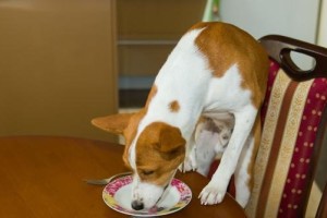 狗狗饮食训练的正确方法（培养健康饮食习惯，让狗狗更健康快乐）
