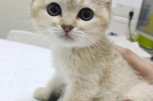 以星期猫为主题的可爱宠物故事（探索星期猫的魅力，分享幸福的宠物生活）