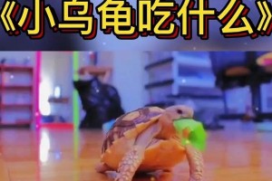 乌龟的日常饮食需求与喂养方法（满足乌龟营养需求的合理饮食安排）