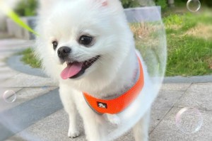 幼犬为什么抖得很厉害？（探究幼犬抖动的原因及处理方法）