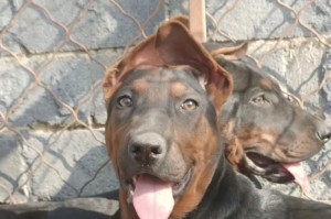 江苏的犬舍风采（探索江苏地区多样化犬舍文化）
