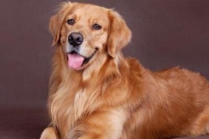 金毛犬的饮食习惯剖析（15种适合金毛犬的饮食）