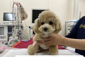 公泰迪绝育后多久恢复？——（了解公泰迪绝育后的恢复周期及注意事项）