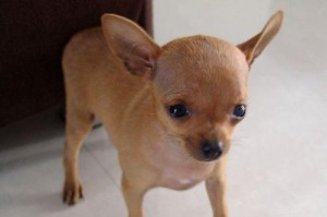 夏日养护小鹿犬的饮食搭配（以夏天给小鹿犬吃什么为主题的饮食建议）