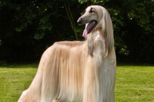 拉布拉多德利犬（土豪也有土产！拉布拉多德利犬身价最低1万+，不一样的养宠体验）