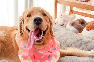 拉布拉多犬的多口水问题（为什么拉布拉多会流口水，如何减少口水分泌）
