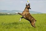 如何训练拳师犬不乱叫（以宠物为主，让你的拳师犬成为不吵闹的好伙伴）