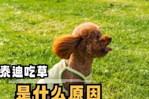 泰迪为什么会褪色？（探究泰迪褪色现象的原因及解决办法）