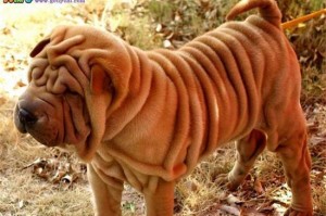沙皮犬拉肚子怎么办（以宠物为主的护理方式）