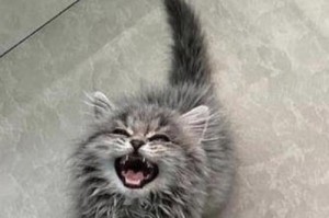 家猫为什么不爱出门？（探寻家猫宅在家中的原因）