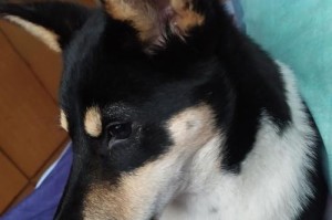 平原夜猎，选择合适的猎犬是关键（如何选择适合平原夜猎的狗，了解一下关键因素）