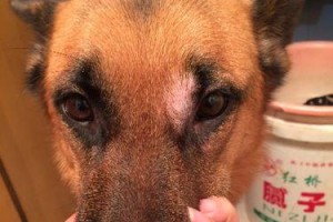 牧羊犬眼睛发红的原因及解决方法（探索牧羊犬眼睛发红的根源与治疗措施）