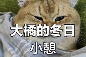 猫为什么怕冷（探究猫咪害怕寒冷的原因及如何保护它们）
