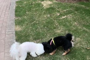 比熊犬脚掌为何会褪色？（探究脚掌褪色的原因及解决方法）
