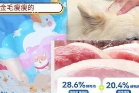 金毛为什么吃什么都不长肉？（探寻金毛独特的消化系统与代谢机制）