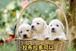 拉布拉多犬的饮食需要——适宜的肉类（了解拉布拉多犬所需肉类的种类及用法）
