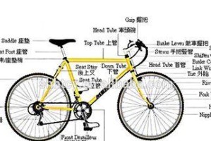 如何科学饲养几何陆龟（了解几何陆龟的习性和饲养技巧，打造舒适的家园）