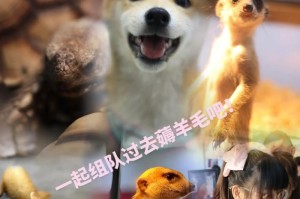 沈阳宠物友好城市探索（探寻沈阳市区内接纳宠物的场所，一同带上你的毛茸伙伴吧！）