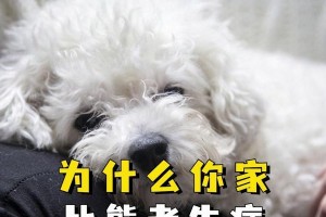 揭秘比熊为何易患贫血（以比熊为例探讨贫血症状和治疗方法）