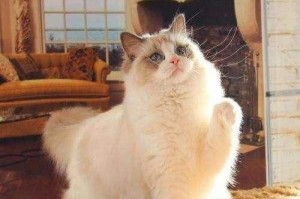 布偶猫的饲养全指南（掌握这些技巧，让布偶猫健康快乐成长）