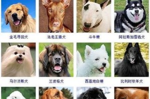 大型宠物狗品种一览（大型狗种特点、适应环境及饲养要点）