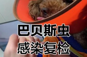 揭秘泰迪身上的虫子之神秘面纱（探寻泰迪身上虫子的形态与习性，了解如何预防虫害）
