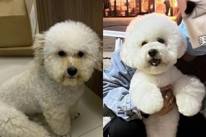 神奇的突尾巴狗（探索尾巴进化的奇迹）