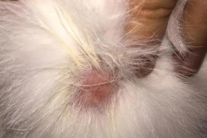 猫体内寄生虫的危害与防治（探索猫身上寄生虫的来源与解决方案）