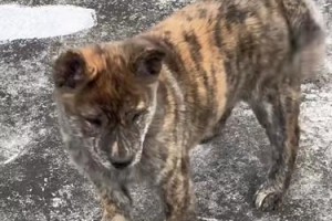 探索田园猎犬的多彩世界（了解田园猎犬丰富的毛色遗传）