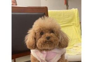 为什么狗狗会在早上叫？（探寻狗狗早上叫的原因和解决方法）