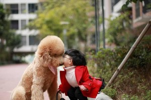 幼贵宾的最佳训练时间（建立宠物的良好行为习惯，提高训练效果）
