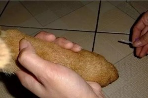 狗疫苗注射的关键位置和注意事项（为宠物狗注射疫苗时如何选择最佳位置及注意事项）
