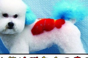比熊生产后拉稀的原因（探究比熊生产后拉稀的主要因素及解决方法）