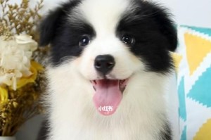 探寻边牧最迷人的毛色（走进边牧世界，发现绚丽多彩的外貌之美）