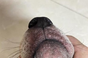 幼犬过敏的症状及预防措施（了解幼犬过敏症状，保护你的宠物健康）