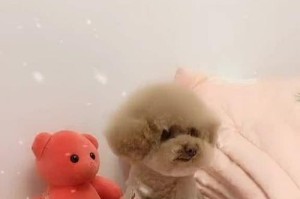 狗狗的好奇心（解开狗狗探索世界的心理密码）