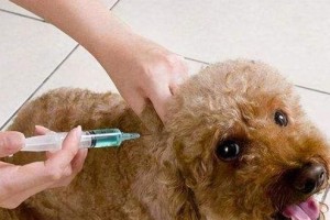 狗狗感冒打预防针的潜在风险（了解狗狗感冒预防针的关键后果及其影响）