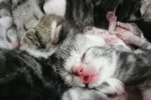 猫生第一只小猫的孕育时间及过程（揭秘猫妈妈孕育小猫的时间和细节）
