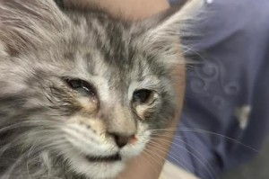 猫咪受伤流血，铲屎官要及时处理，提前收藏以备不时之需（保护你的猫咪，学会应急处理伤口）