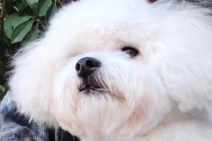 选择适合你的宠物狗（探寻狗狗成年后的体型、性格和活动水平）
