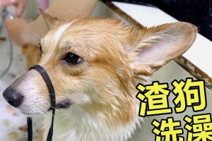 如何正确洗澡你的柯基狗狗？（掌握柯基狗狗洗澡的要点，让你的宠物健康舒适）