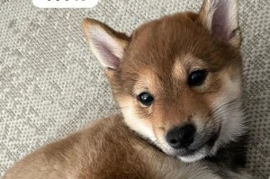 柴犬毛色多样，各具特点（探究柴犬不同毛色的魅力与个性特征）