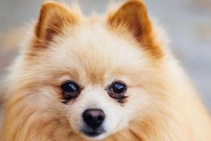 博美幼犬的成长之路（幼犬如何学会走路）