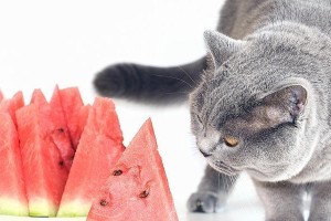 6个月的猫可以吃哪些水果？（探索适合6个月大猫咪的水果饮食，让它们健康成长）