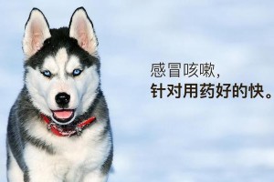 狗病治疗费用高昂的原因（探究为什么给狗治病如此昂贵）