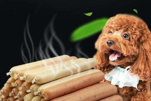 泰迪狗受伤后的适宜饮食和护理（探索泰迪狗受伤后应该吃什么来帮助康复和预防伤口感染）
