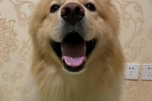 小狗断奶后多久不吃东西？（探究小狗断奶后开始进食的时间及原因）